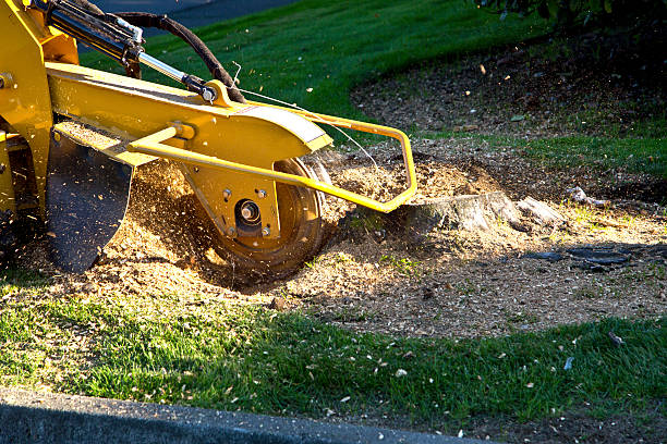 Best Stump Grinding Near Me  in USA